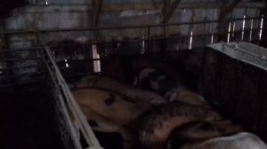 Свинарник. Утепление стен в откормочнике плёнкой и фольгоизолом. Ждём морозы.