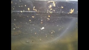 Разведение Австралийских раков. Самки с икрой.