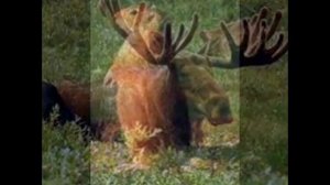 Животный мир Алтайских гор