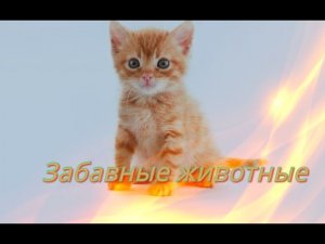 Прикольные и смешные животные