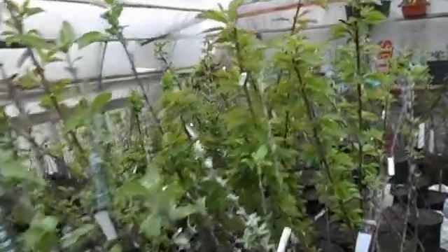 Саженцы приготовленные для посадки собственного сада, ждут тепла! смотреть онлайн