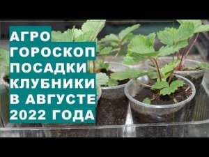 Агрогороскоп посадки клубники (земляники) в августе 2022 года