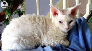 ✔ Девон-рекс  - симпатичная кудрявая кошка