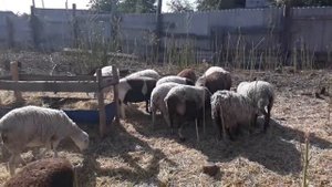 Кросс дорпера🐑🐏 романовки теперь тоже в стаде