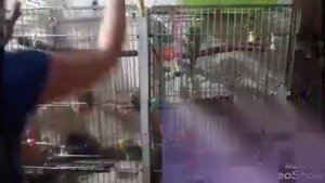 Как легко загнать попугая в клетку! Дрессировка попугаев.