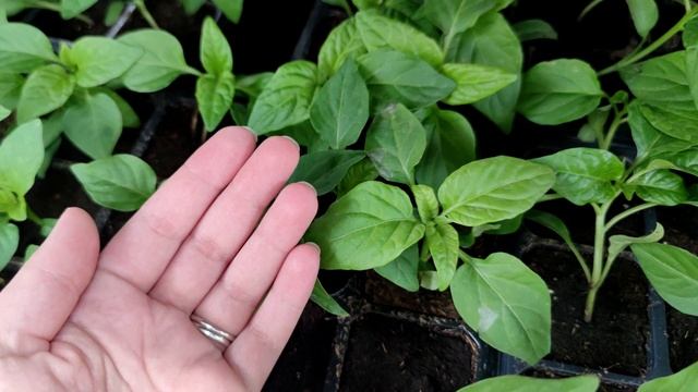 1 Таблетка из аптеки заменит вам все удобрения для рассады! Об этом все должны знать