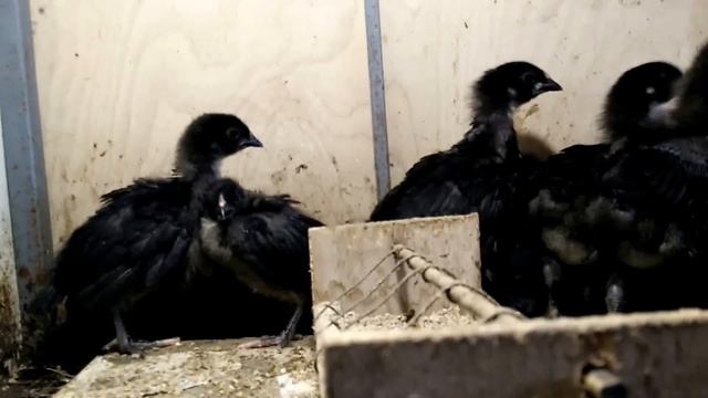 Французская порода кур Барбёзьё смотреть онлайн