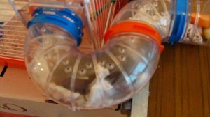 Хомяки храпят.AVI