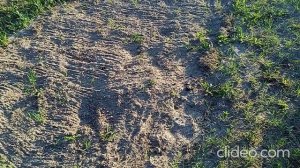 Окучили картошку, подсадили Лабеллу, И Первый котелок на костре