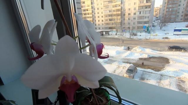 Моя орхидея