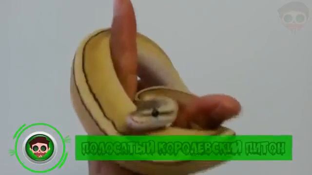 Топ 10 самых дорогих животных в мире смотреть онлайн