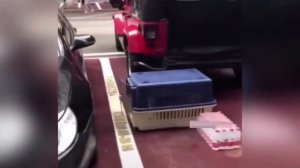 15 минут ПРИКОЛОВ с животными 2022 года.mp4