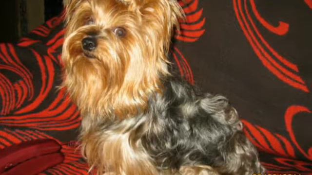 Моя любимая порода собак смотреть онлайн