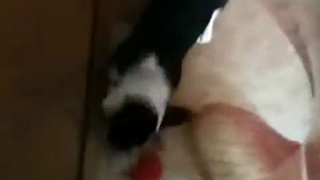 Джери и мячик смотреть онлайн