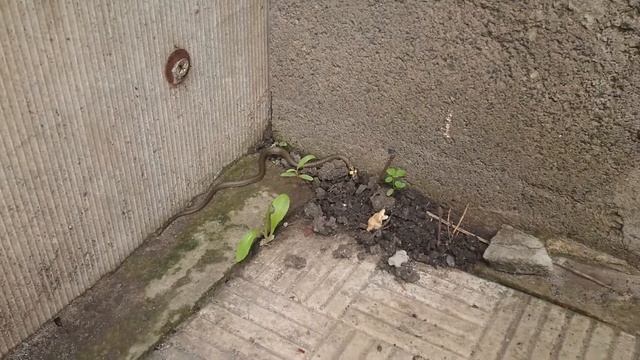 Змея во дворе.)) На дачном участке ползают молодые ужи. смотреть онлайн