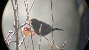 Бинокулярный телескоп (binocular telescope) 34х75 по наземным объектам