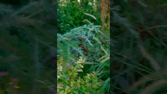 Мискантус и пеннисетум смотреть онлайн