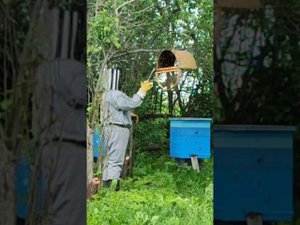 Будни пчеловода. Ловля роя.