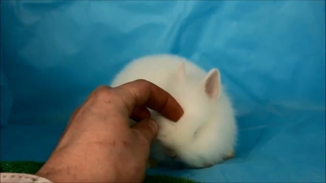 Белый голубоглазый карликовый кролик смотреть онлайн