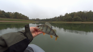 Рыбалка на Вазузском Водохранилище | Судак Щука Окунь в конце сентября 2023