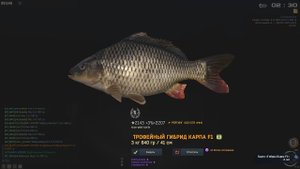 Fisher Online НИДЕРЛАНДЫ ГИБРИД КАРПА F1