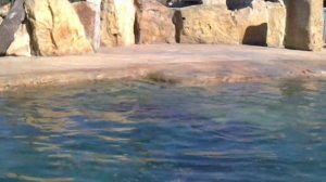 Бегемоты в пражском зоопарке