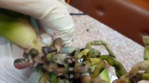 Признаки фузариоза/Желтеют листья орхидеи.