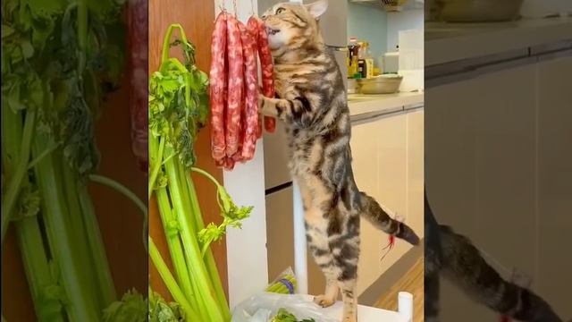 смешные котики
