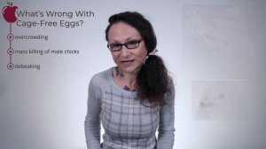 What Does Cage-Free Eggs Mean?