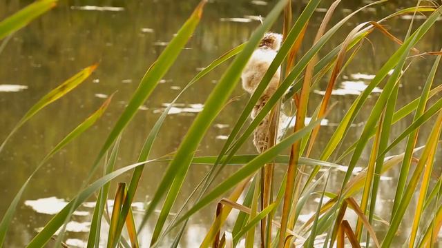 Подземная вода для речки Снежеть смотреть онлайн