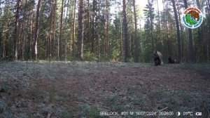 Медведь в лесу