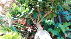 Trabajando un ficus compacta (ficus ginseng)