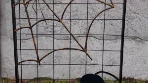 🔴ТОП ідея. Шпалера (опора) ПАВУК і павутиння для троянд (роз) своїми руками