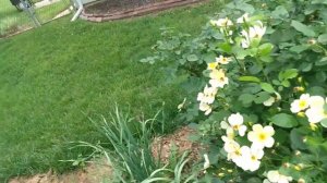 June is Rose Month! Tottering-By-Gently