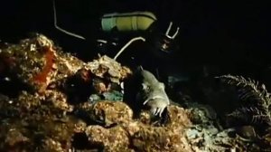 Подводная одиссея команды Кусто