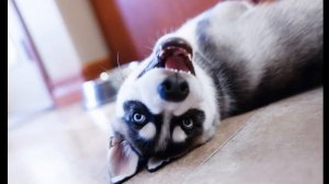 10 интересных фактов о хаски!