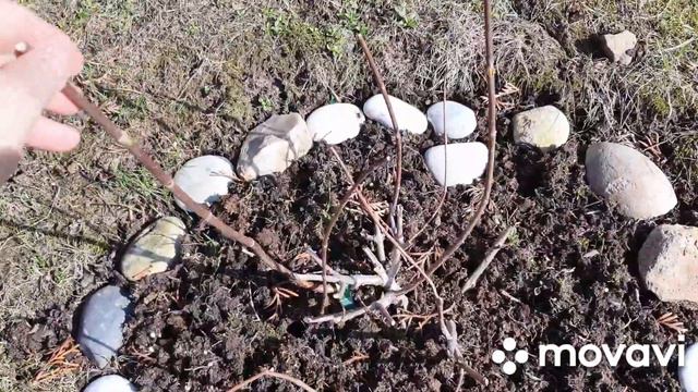 ❣️Обрезка гортензий жёсткая и гортензий первогодок.Рассказываю и показываю)