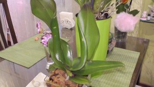 ПРИЧИНЫ СКРУЧИВАНИЯ ЛИСТЬЕВ у орхидей!