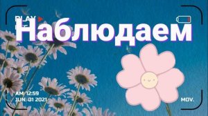 Украшаем дачный участок.Как красиво посадить цветы на даче.Идеи для дачи,для сада.Дачный влог