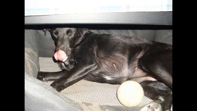 Маленькая летучая мышка - собачка )) смотреть онлайн