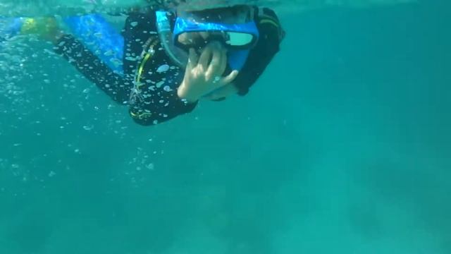 AwA The Great Barrier Reef with Marine Sea Turtle (Chelonioidea) смотреть онлайн