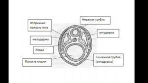 Зародышевые листки. Разбор с Викой. Баштанник Н.Е.