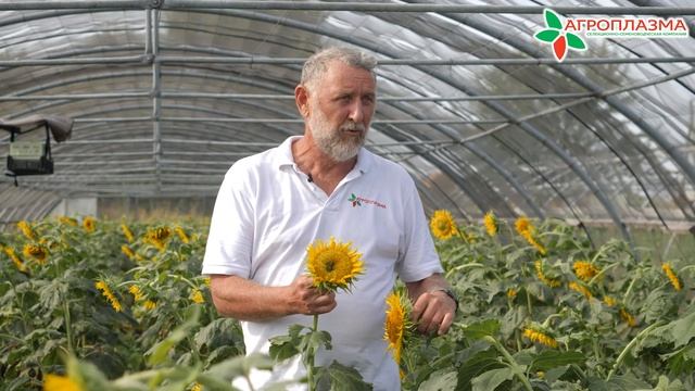 Экскурсия в мир селекции Подсолнечника