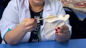 Анатомия костей плечевого пояса