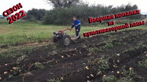 Копаем картофель самодельной веерной копалкой 2022г. Веерная картофелекопалка для мотоблока