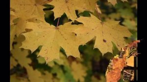 "Последние листья "- сл.и муз.Людмилы  Смирновой