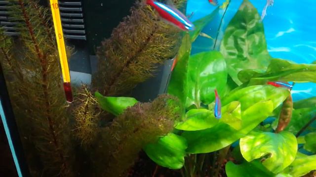 Мой 100-литровый аквариум перед Новым Годом смотреть онлайн