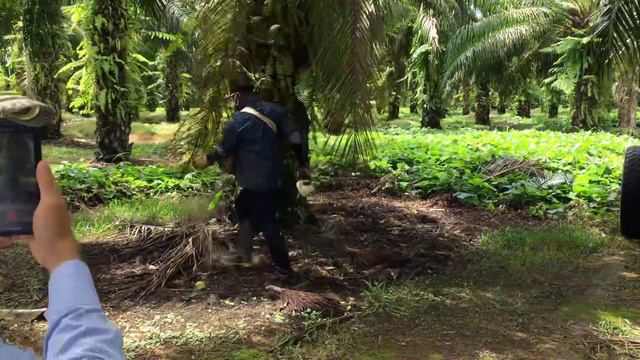 "Nutriendo las Raíces: Guía de Fertilización para Palma de Aceite" смотреть онлайн