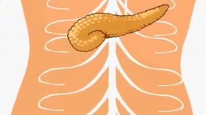 гуморальная регуляция