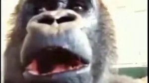 Обезьяна жуёт